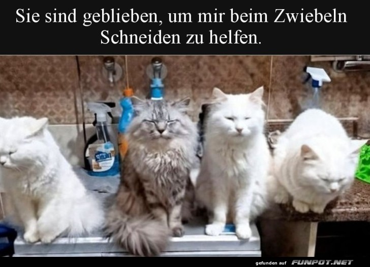 Flauschige Küchenassistenten am Werk