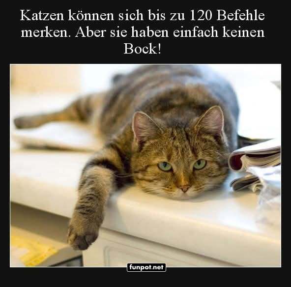 katzen können sich