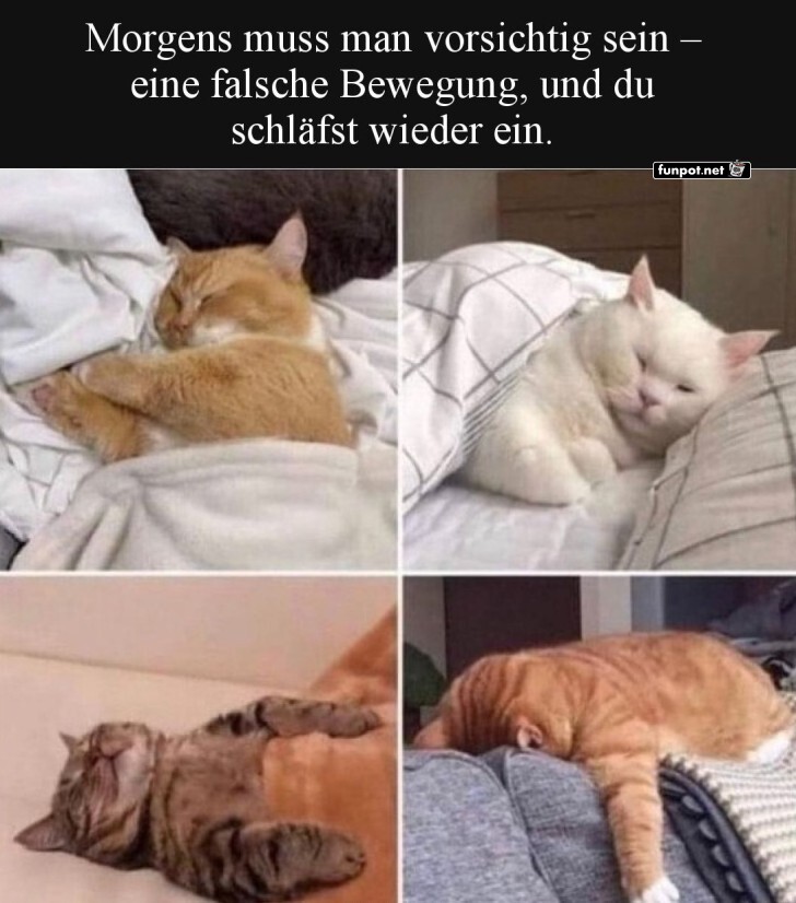 Der ultimative Morgen-Kampf