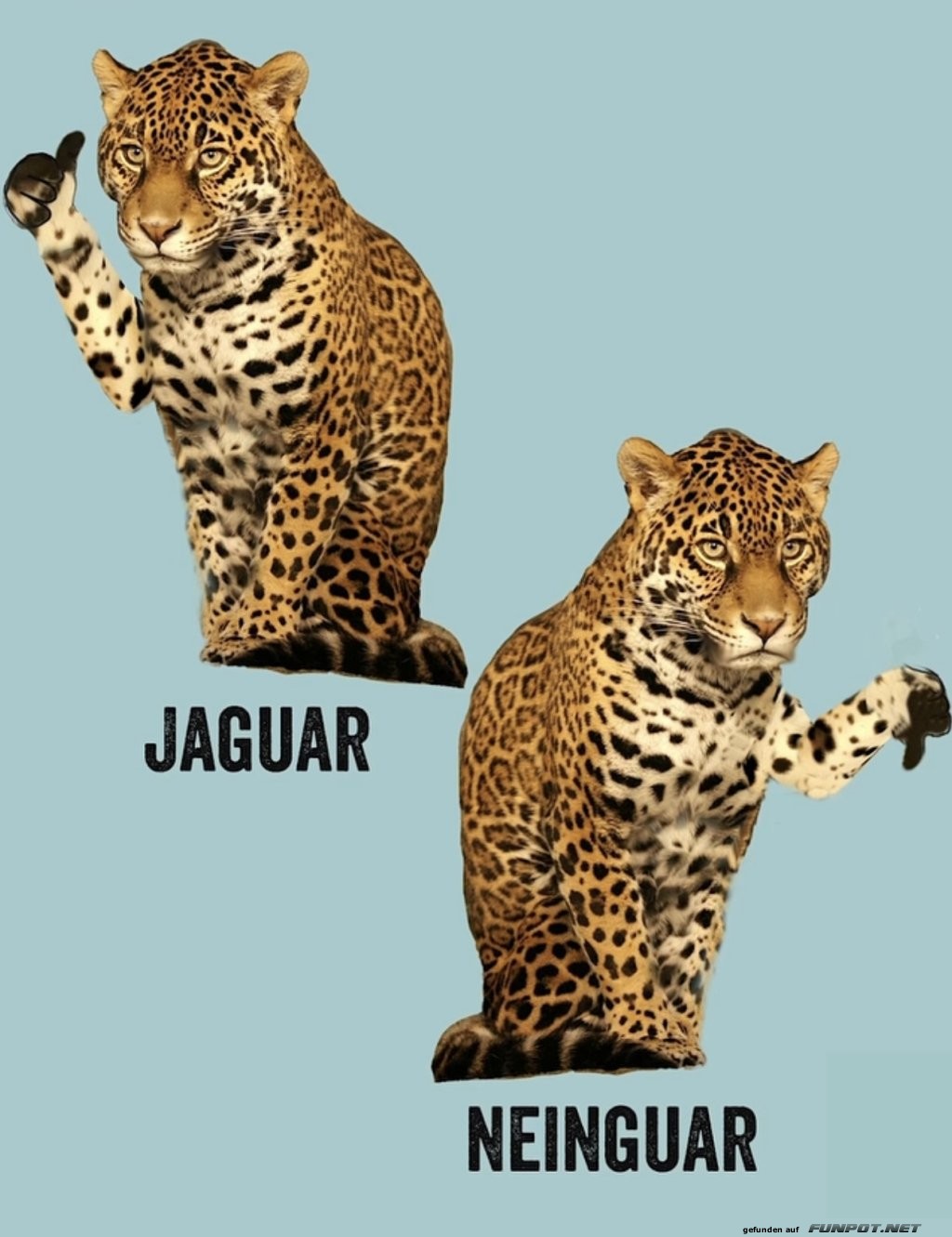 Jaguar oder Neinguar? Der groe Katzenentscheid!