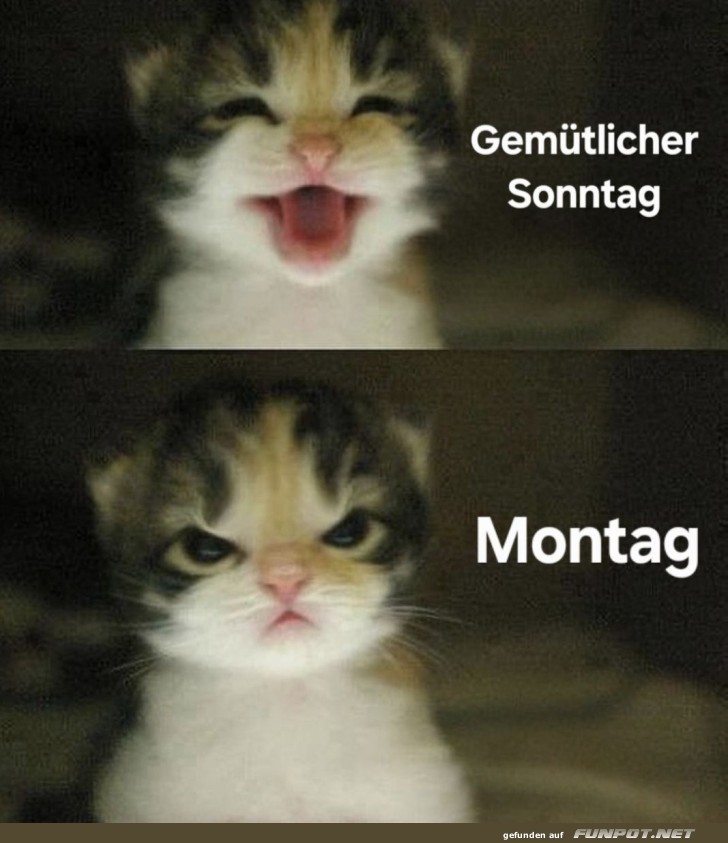 Wenn der Montag dir ins Gesicht miezt
