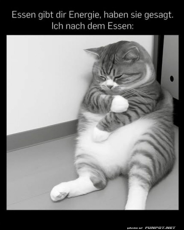 Nach dem Essen ist vor dem Nickerchen!