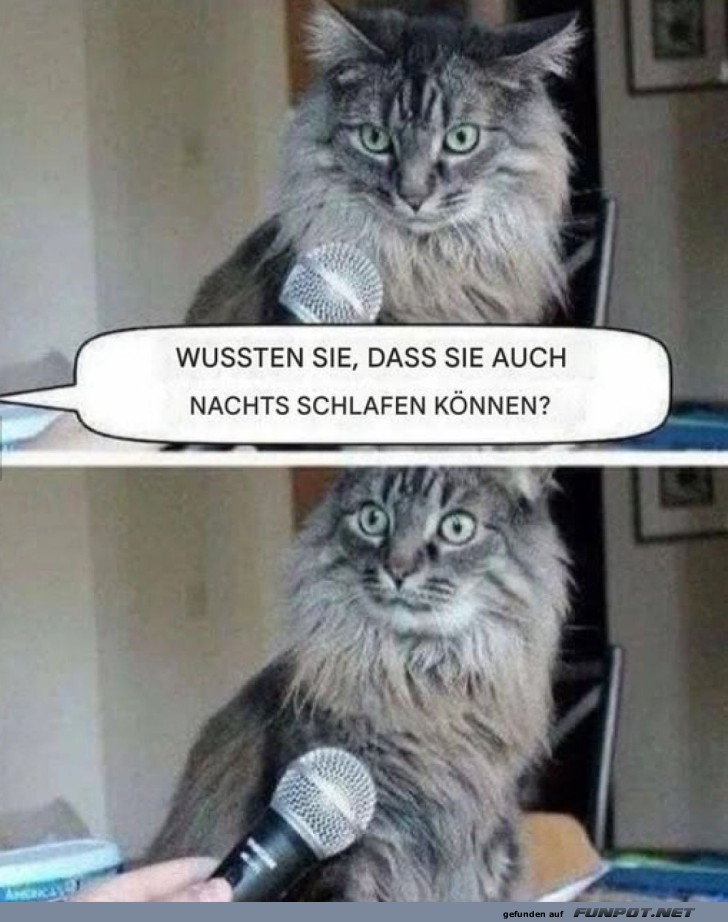 Die Katze und das nchtliche Geheimnis