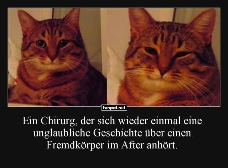 Wenn Katzen Chirurgen imitieren