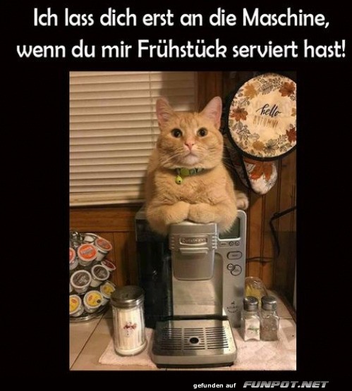 Katzenkontrolle am Kaffeebereich!
