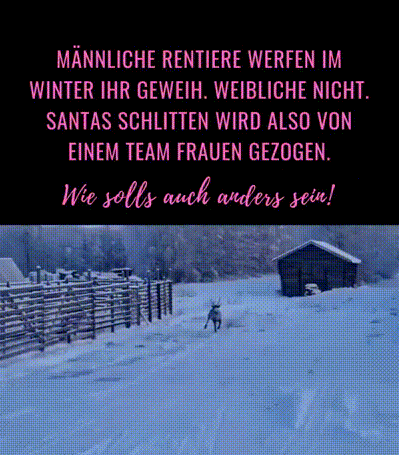 Männliche Rentiere Männliche Rentiere