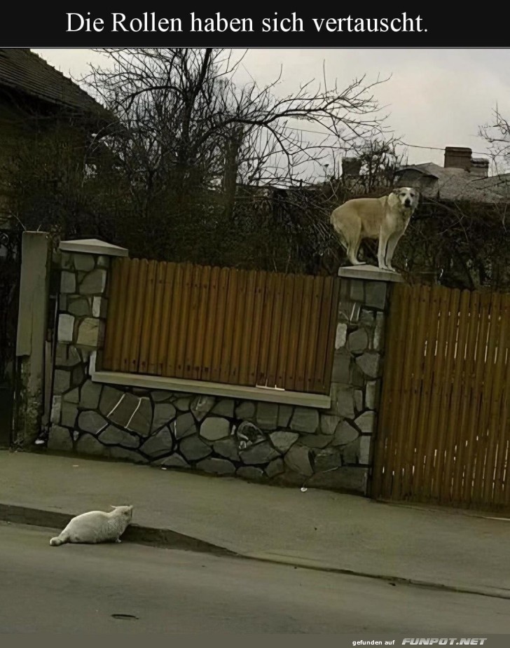 Katz und Hund im Rollentausch