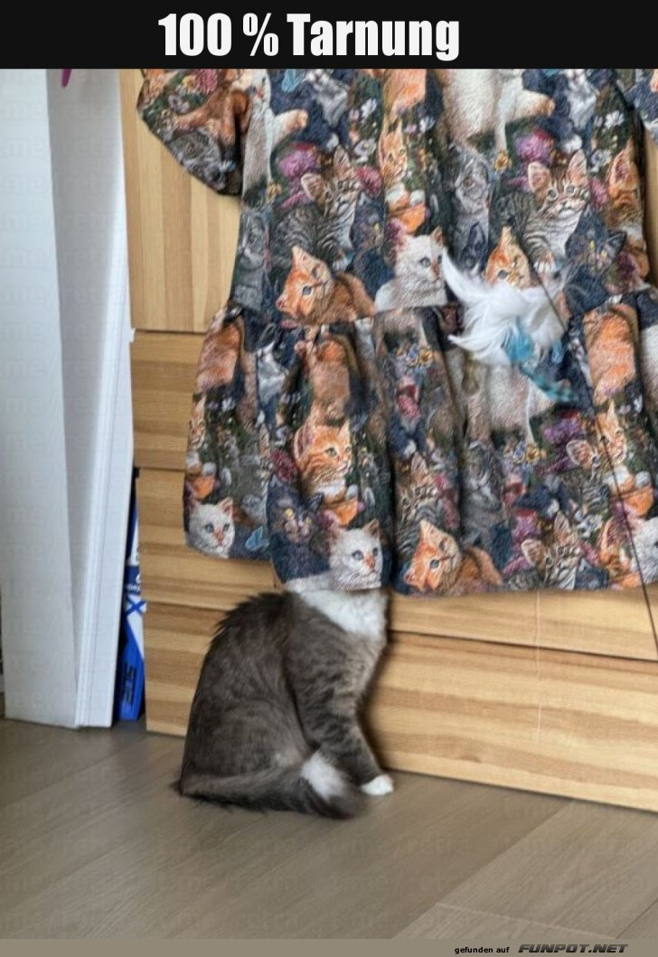 Versteckspiel Level: Meisterkatze