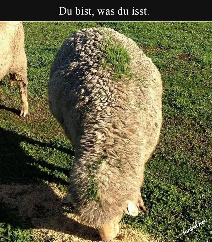Gras auf'm Rücken: Schaf mit eigenem Garten!
