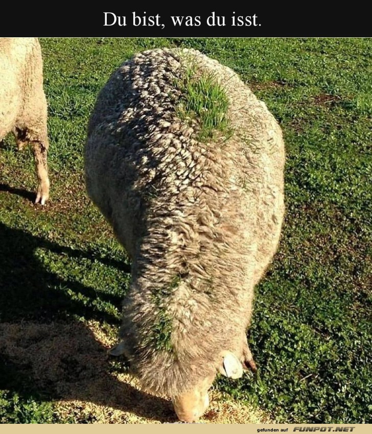 Gras auf'm Rcken: Schaf mit eigenem Garten!