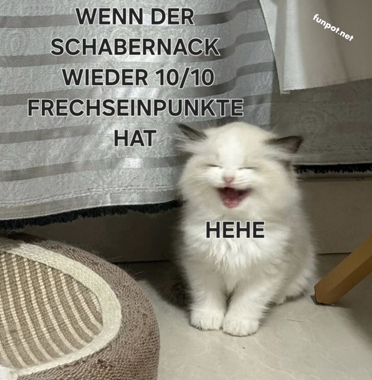 Freche Katze mit Goldmedaille im Schabernack!