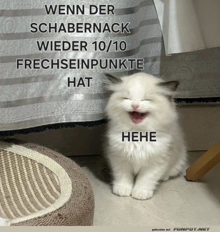 Freche Katze mit Goldmedaille im Schabernack!