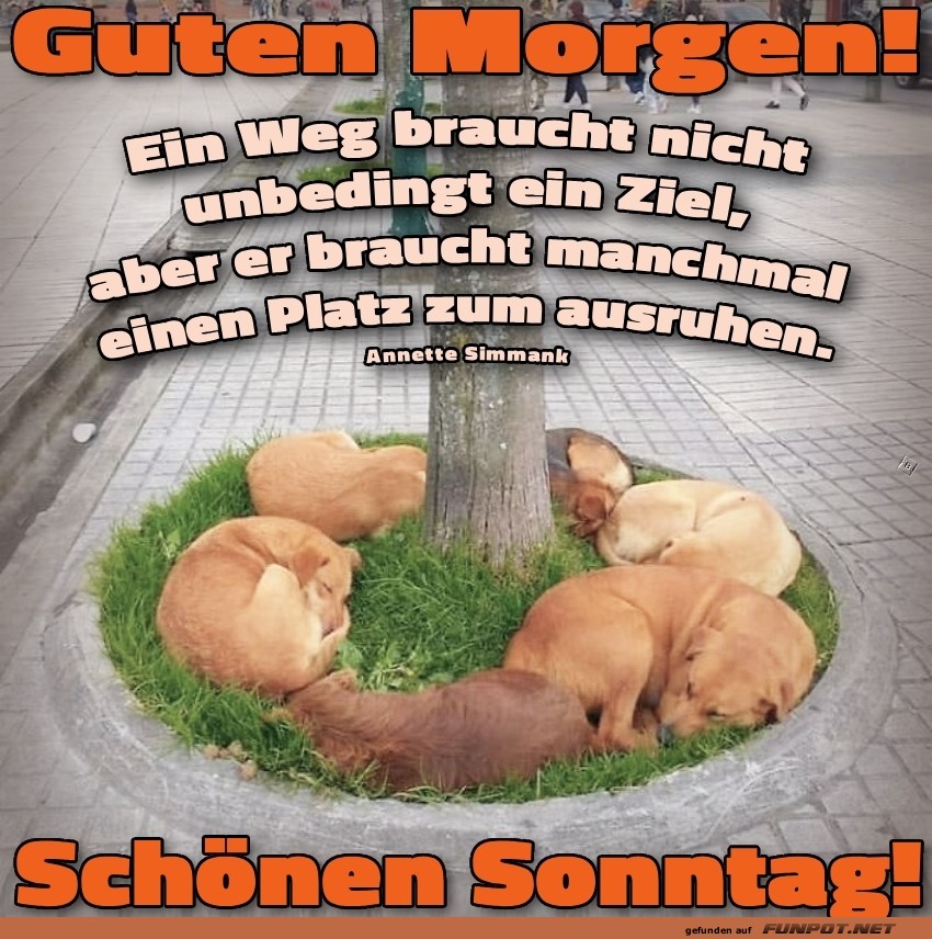 Sonntagsspaziergang im Hunde-Kreisverkehr