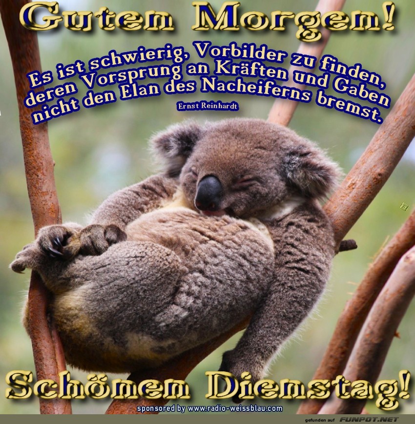 Ein Koala-Tag voller Gemütlichkeit!