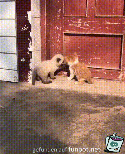 Wie niedlich Wie niedlich