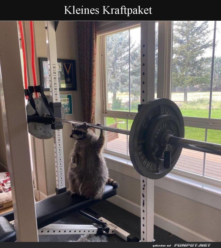 Waschbär pumpt Eisen ? Neue Gym-Ikone!