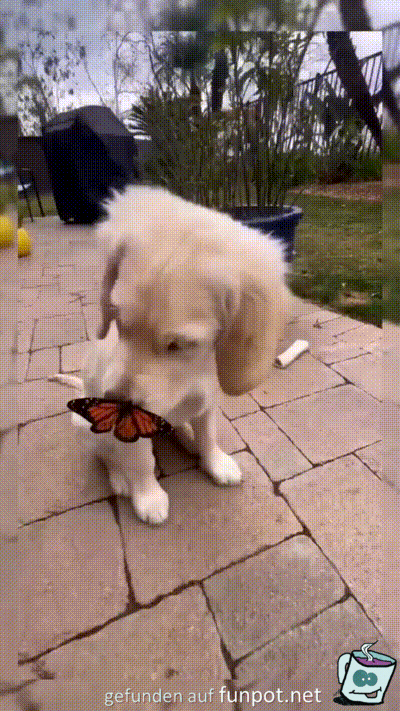 Schmetterling mag den Hund Schmetterling mag den Hund