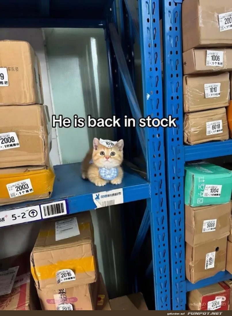 Katzenspion im Lager entdeckt!