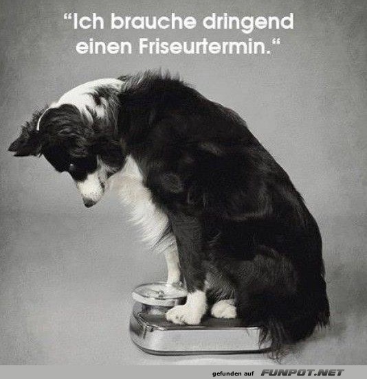 Fellpflege-Alarm: Magischer Waagen-Moment