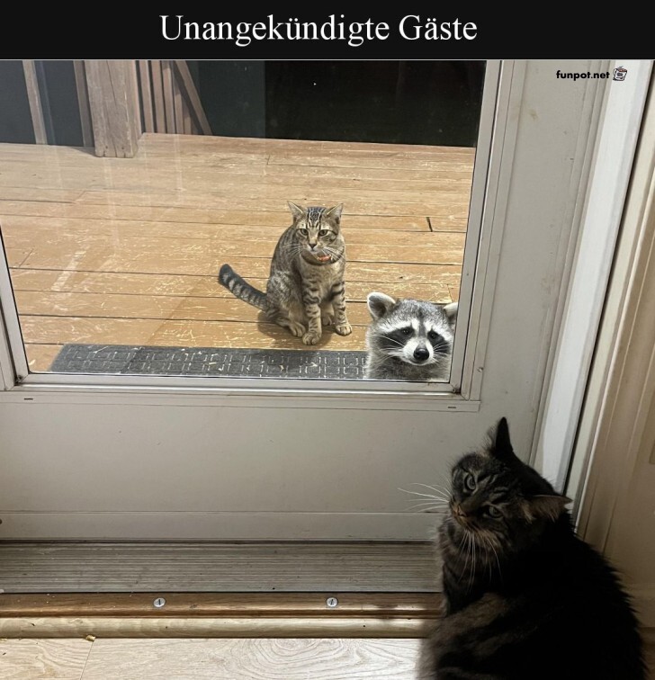 Trsteher-Katze und die berraschungs-Party