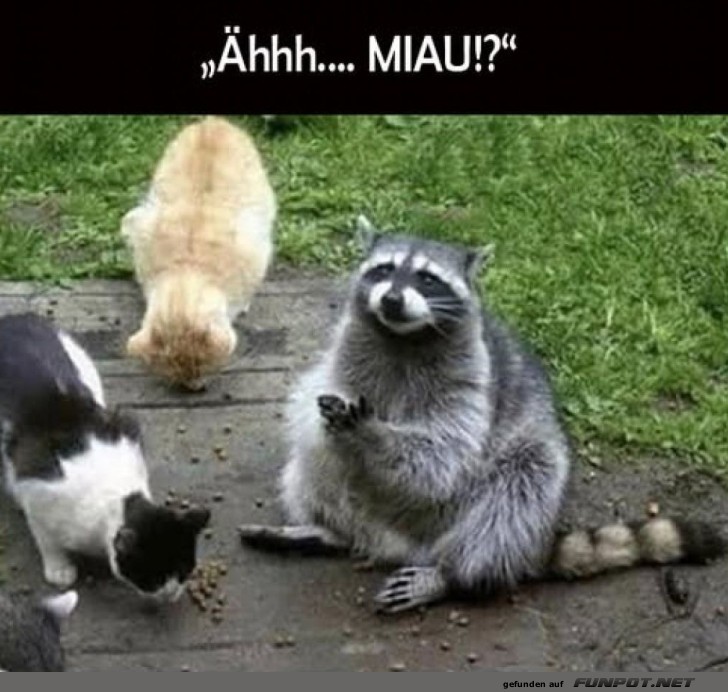 Wer hat den Waschbren in die Katzen-Clique eingeladen?