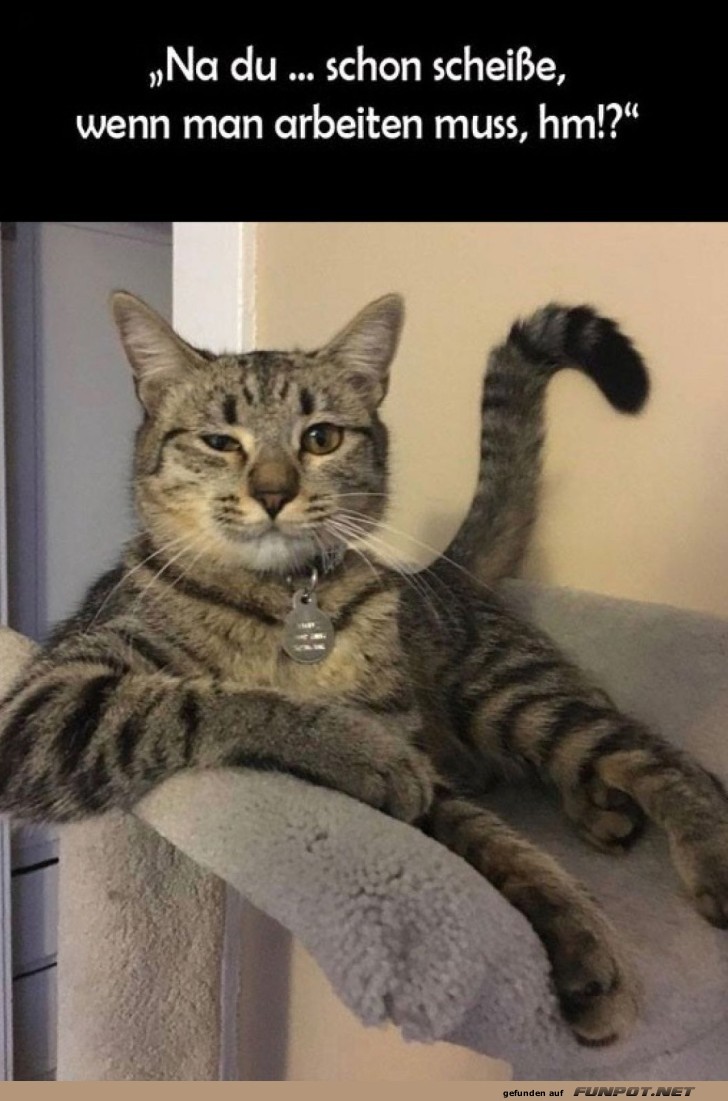 Chefkatze kommentiert Arbeit