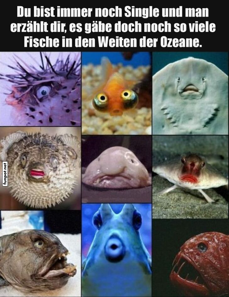Jede Menge Fische im Ozean