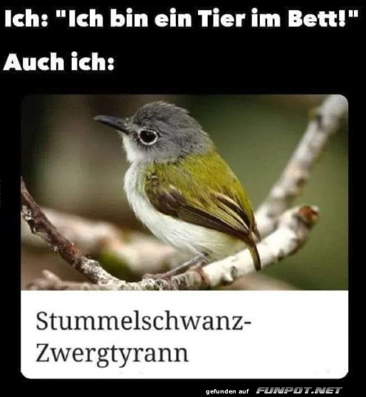 Wenn das Tier im Bett zum Zwergtyrann wird