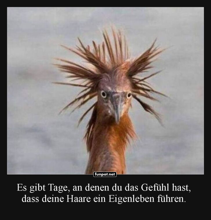Bad Hair Day auf Vogelniveau
