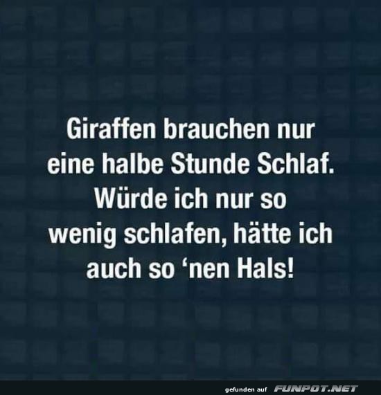 Giraffenschlaf: Wenig Zeit, viel Hals!