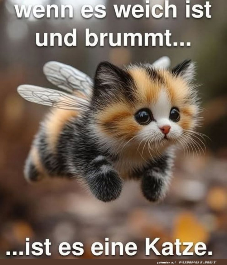 Fliegende Katzen ? die neue Bienenart