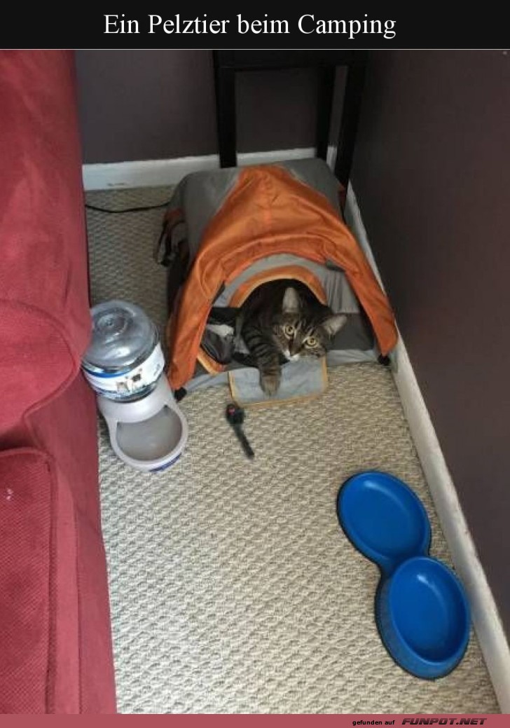 Katzentastisches Campingabenteuer!
