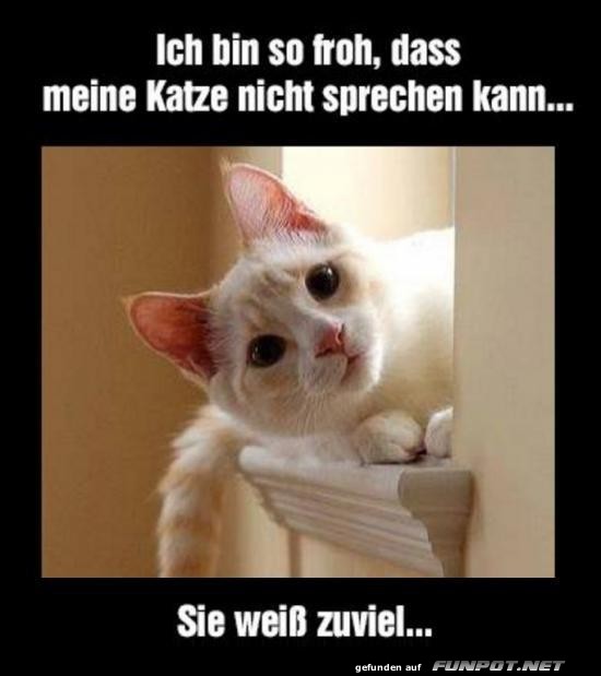 Geheimnistrger auf vier Pfoten