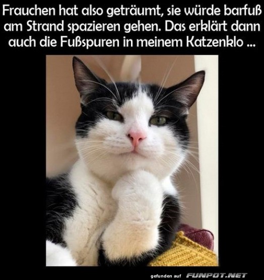 Wenn Trume zur Realitt werden ? fr Katzen!