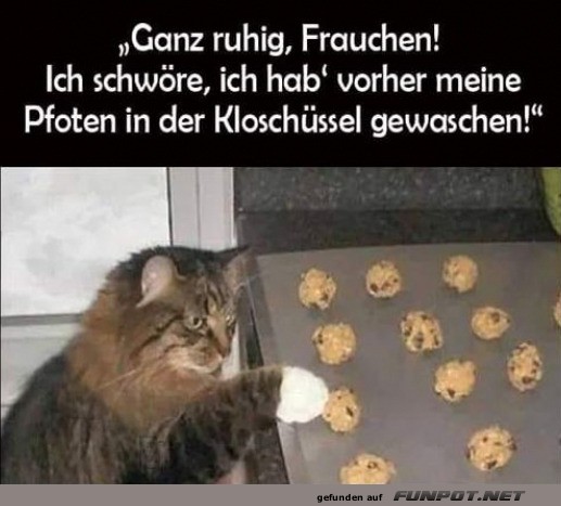 Keks-Inspektion mit samtigen Pfoten