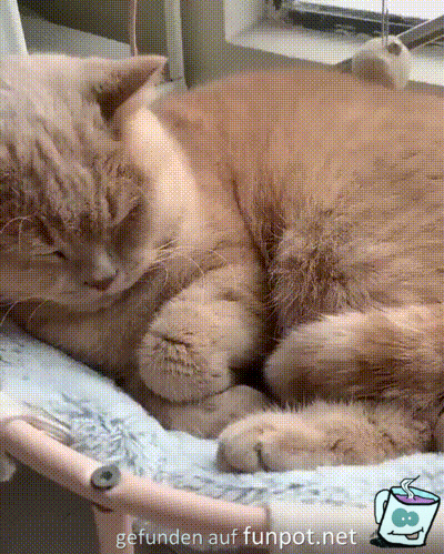 Vogel will bei der Katze bleiben Vogel will bei der Katze bleiben