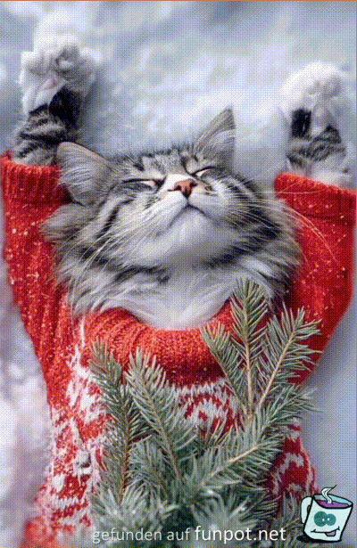 Weihnachtskatze Weihnachtskatze