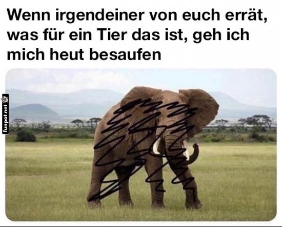 Wer sieht den mysteriösen Elefanten? Wer sieht den mysteriösen Elefanten?