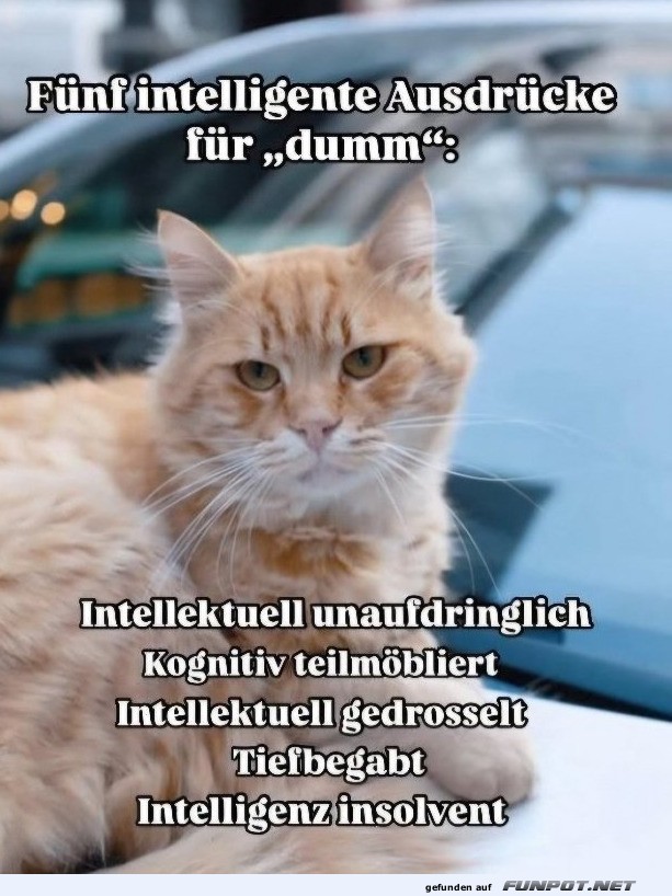 Katzenweisheit: Clever umschreiben!