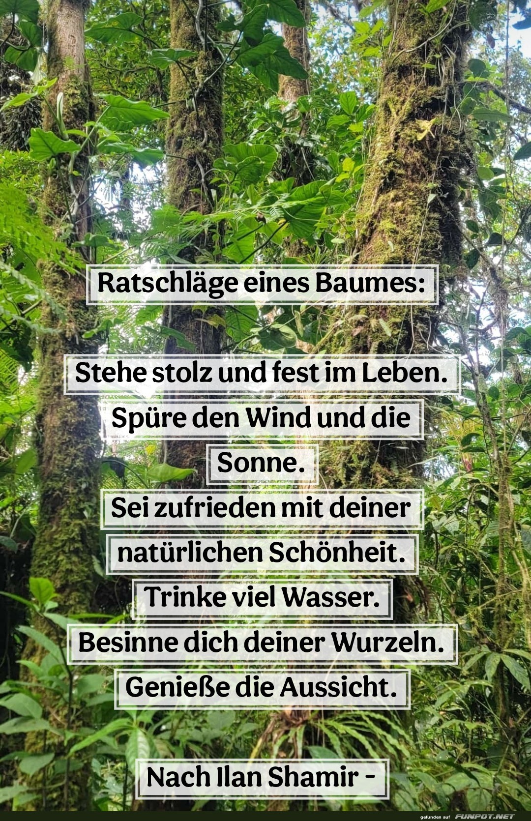 ratschlge eines baumes