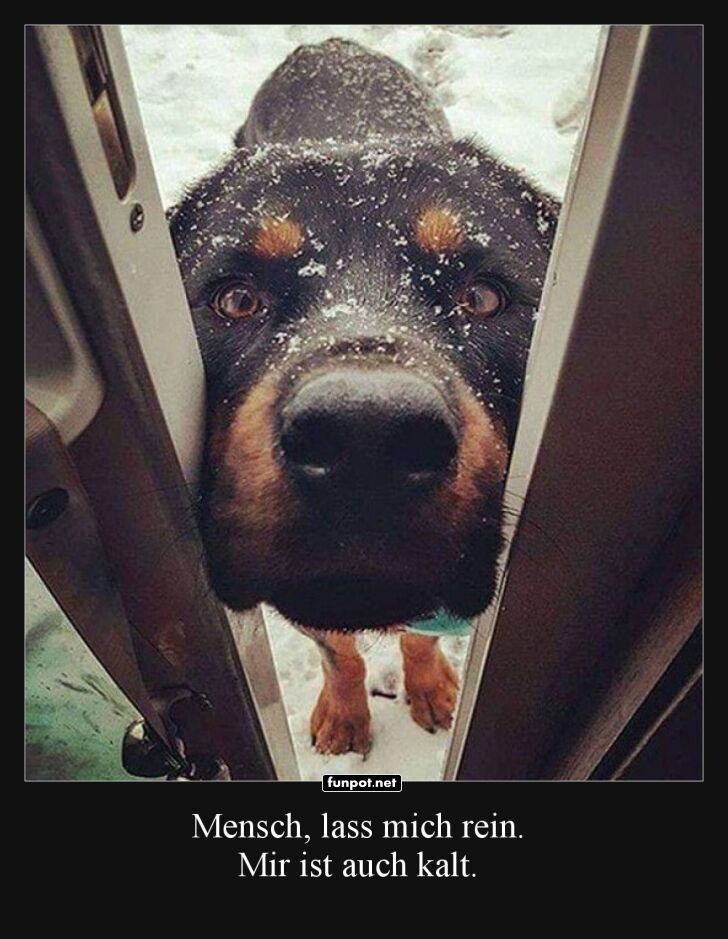 Hund: Ich will auch reinkommen!