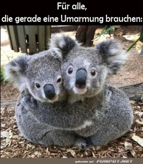Knuddelknige auf Kuschelkurs!