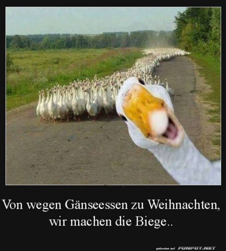 Gnse-Flucht vorm Weihnachtsbraten!