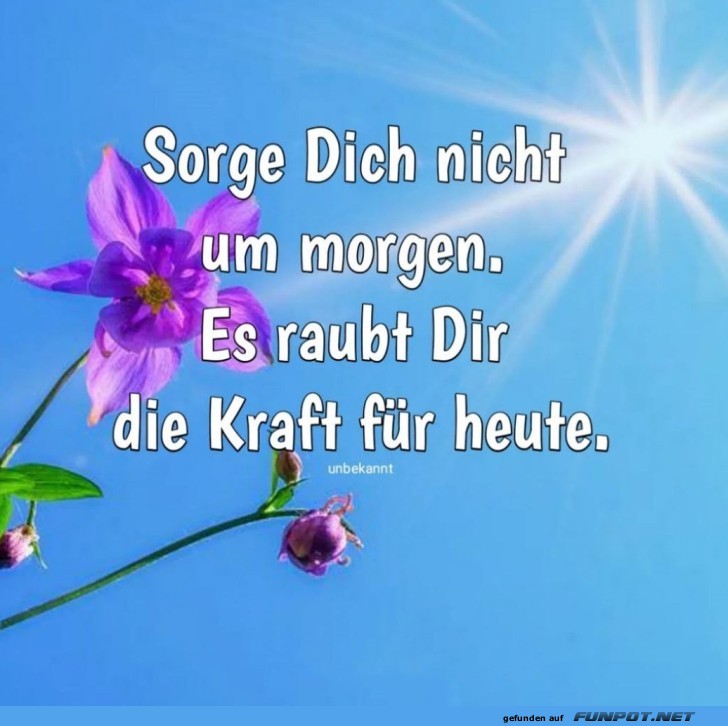 Blumige Weisheit unter der Sonne