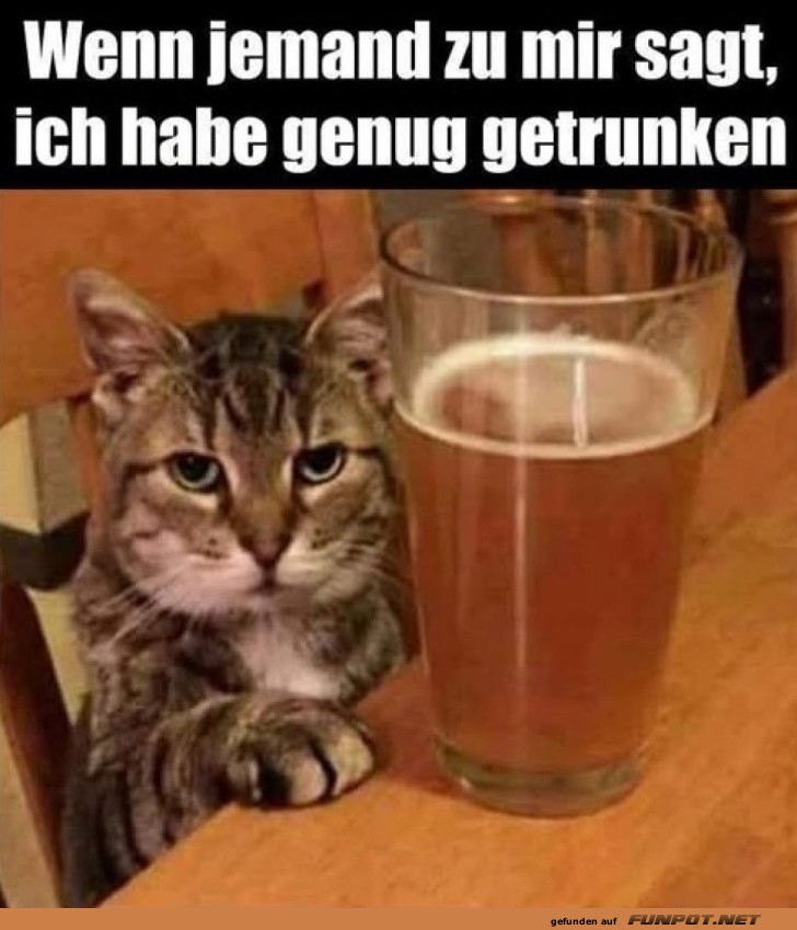 Katzen-Kneipen-Klassiker