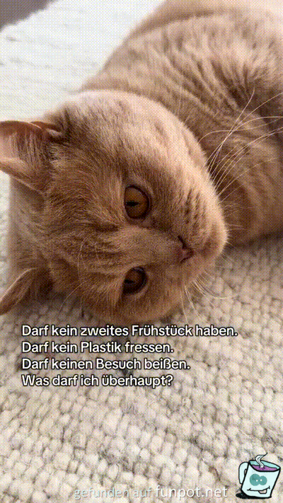 Katzen haben es schon schwer