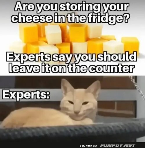 Katzen-Experten und der Kse-Krieg