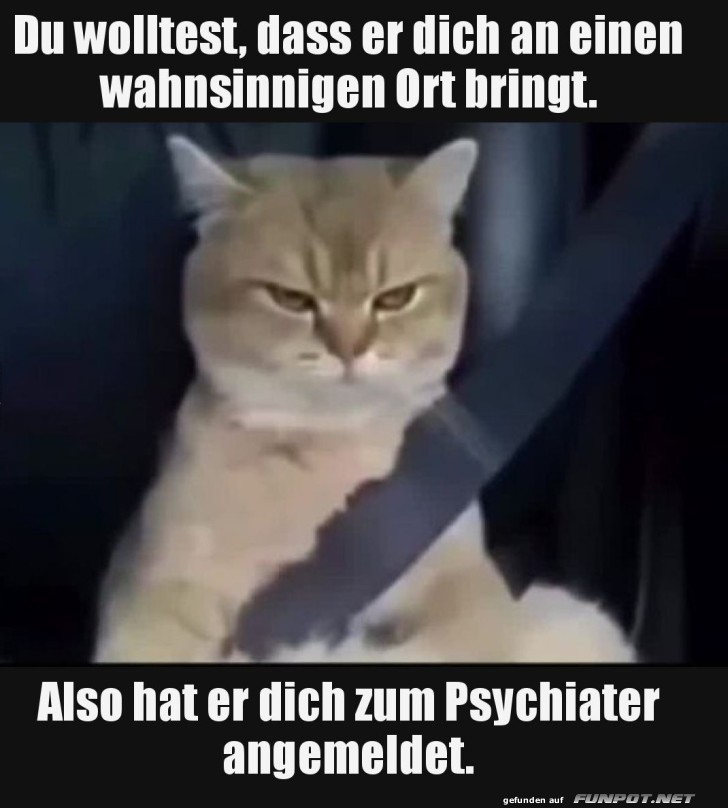 Katzenchauffeur auf Irrfahrt!