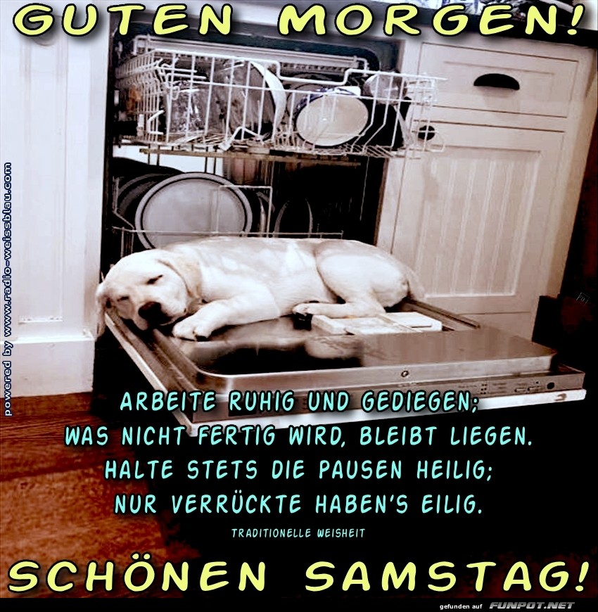 Hund im Ruhemodus: Geschirrspler-Edition