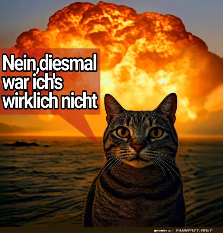 Katzen und Katastrophen: Unschuldsgarantie!